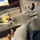 Picture of cat lost at Chavannes Les Forts