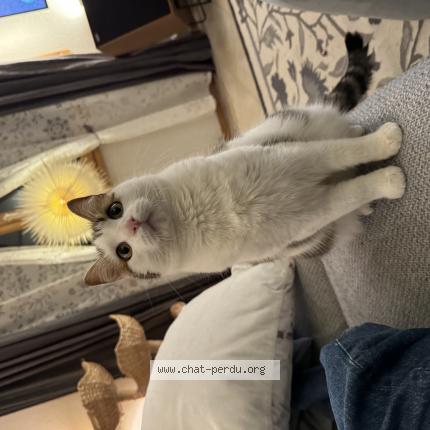 Photo 1/1 Lola Chat lost in Chavannes les forts