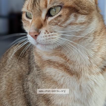 Photo 1/1 Rosie Chat lost in Cournon d auvergne