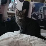 Picture of cat lost at Marly