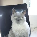 Picture of cat lost at Givors