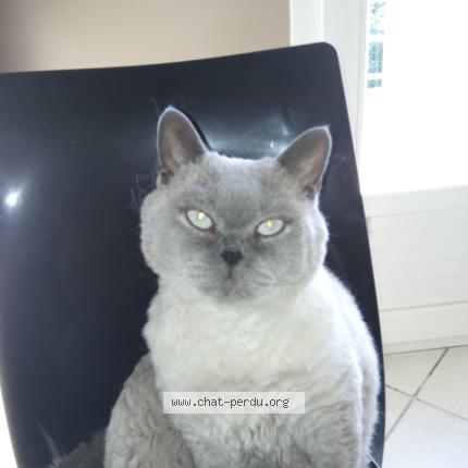 Photo 1/1 Géo Chat lost in Givors