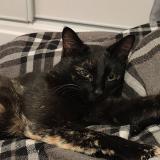 Picture of cat lost at Castelsarrasin