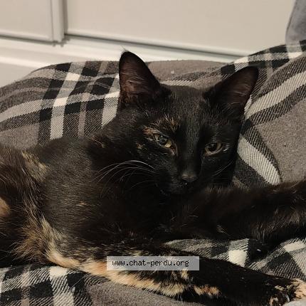 Photo 1/1 Thymie Chat lost in Castelsarrasin