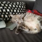 Picture of cat lost at Baud