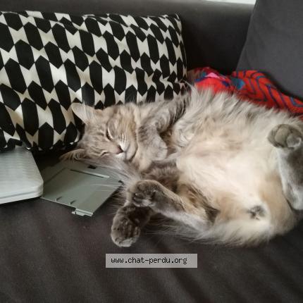 Photo 1/1 Jazzy Chat lost in Baud