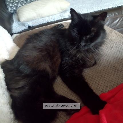 Photo 1/1 Sushi Chat lost in Pommiers