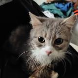 Picture of cat found at La Croixille