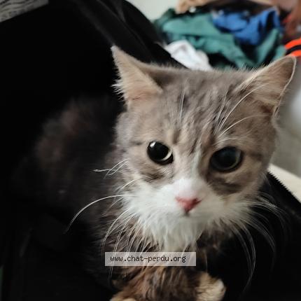 Photo 1/1 Found cat Found in La croixille