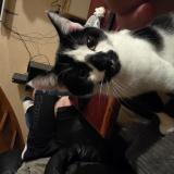 Picture of cat lost at Saulnieres