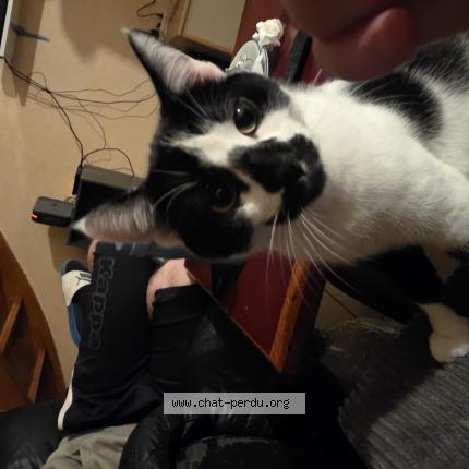 Photo 1/1 Quartz Chat lost in Saulnieres