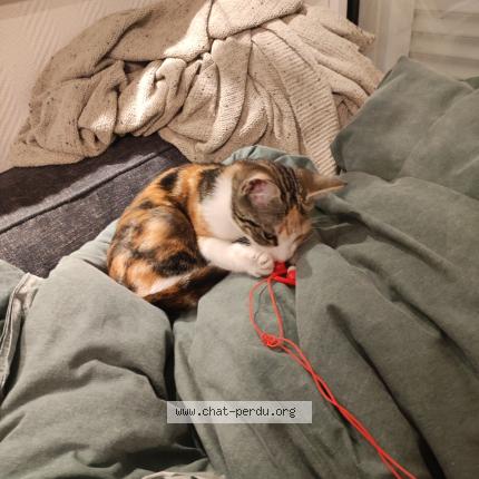 Photo 1/1 Found cat Found in Marseille