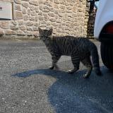 Picture of cat found at Cachan