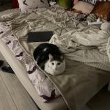 Picture of cat lost at Montreuil