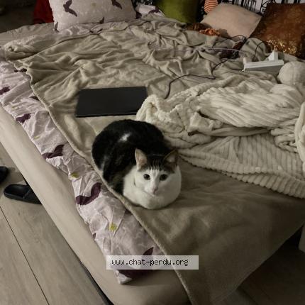 Photo 1/1 Ito Chat lost in Montreuil