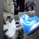 Picture of cat lost at Viry Chatillon