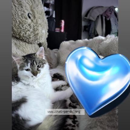 Photo 1/1 Dasha Chat lost in Viry chatillon