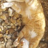 Picture of cat lost at Longpont Sur Orge