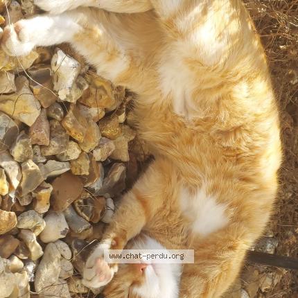 Photo 1/1 Rajah Chat lost in Longpont sur orge