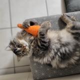 Picture of cat lost at Varrains