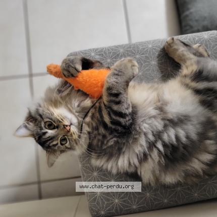 Photo 1/1 Azur Chat lost in Varrains