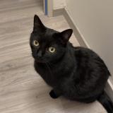 Picture of cat lost at Les Fourgs