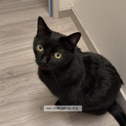 Photo 1/1 Krokmou Chat lost in Les fourgs