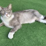 Picture of cat lost at Saint Pierre