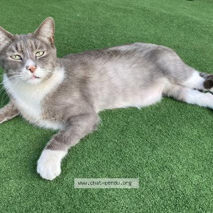 Photo 1/1 Pompon Chat lost in Saint pierre