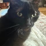 Picture of cat lost at Creteil