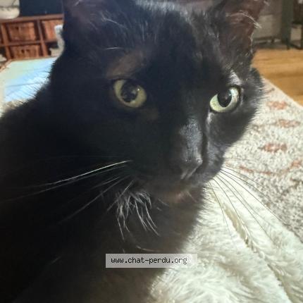 Photo 1/1 Okland Chat lost in Creteil