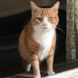 Picture of cat lost at Margny Les Compiegne