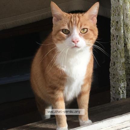 Photo 1/1 Google Chat lost in Margny les compiegne