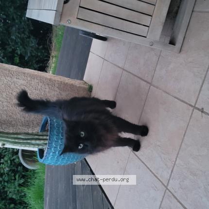Photo 1/1 Found cat Found in Cambon d albi