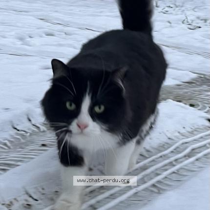 Photo 1/1 Plume Chat lost in Louroux de beaune