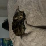 Picture of cat lost at Vaugneray