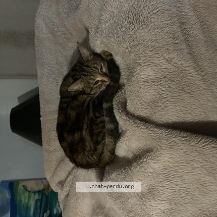 Photo 1/1 Lili Chat lost in Vaugneray