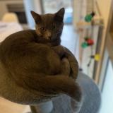 Picture of cat lost at Fargues