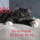 Picture of cat lost at Villereversure