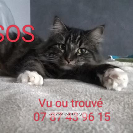 Photo 1/1 Orfé Chat lost in Villereversure