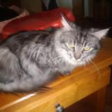 Picture of cat lost at Bossay Sur Claise