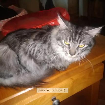 Photo 1/1 Minus Chat lost in Bossay sur claise