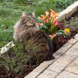 Picture of cat lost at Saint Pierre Du Perray