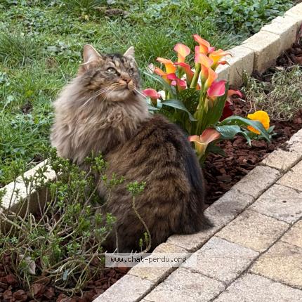 Photo 1/1 Leone Chat lost in Saint pierre du perray