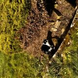 Picture of cat lost at Grosrouvre