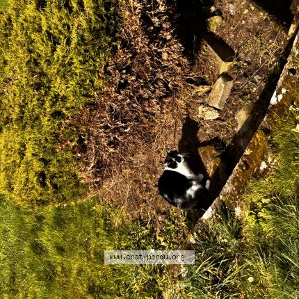 Photo 1/1 Smoky Chat lost in Grosrouvre