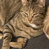 Picture of cat lost at Pessat Villeneuve