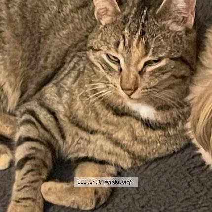 Photo 1/1 MAYA Chat lost in Pessat villeneuve