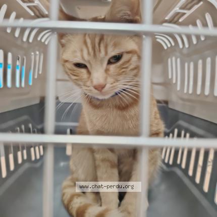 Photo 1/1 Found cat Found in Villepinte