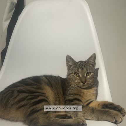 Photo 1/1 dana Chat lost in Reims